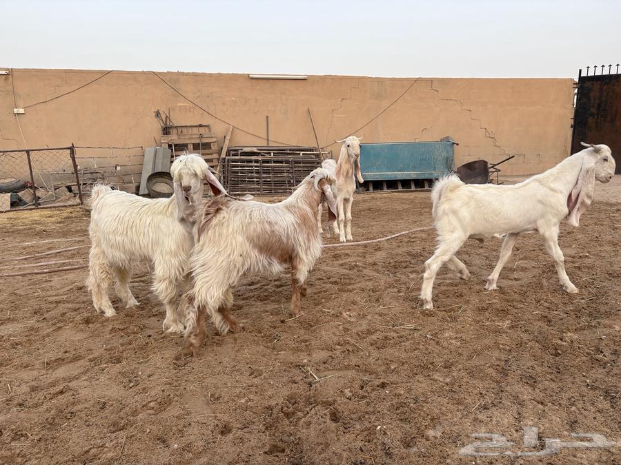 تيوس فحول عوارض ومشاريك طيبه عدد 464573347818499114