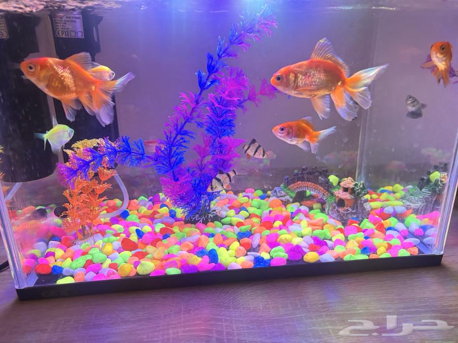 Fish tank with fish, filter, and lamp64510930222082112