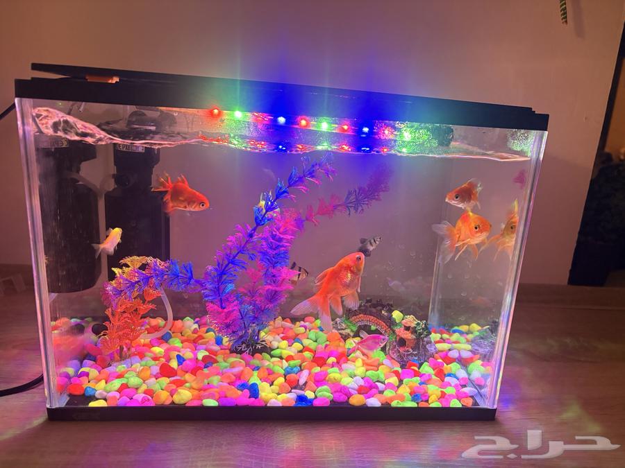 Fish tank with fish, filter, and lamp64510930222082110