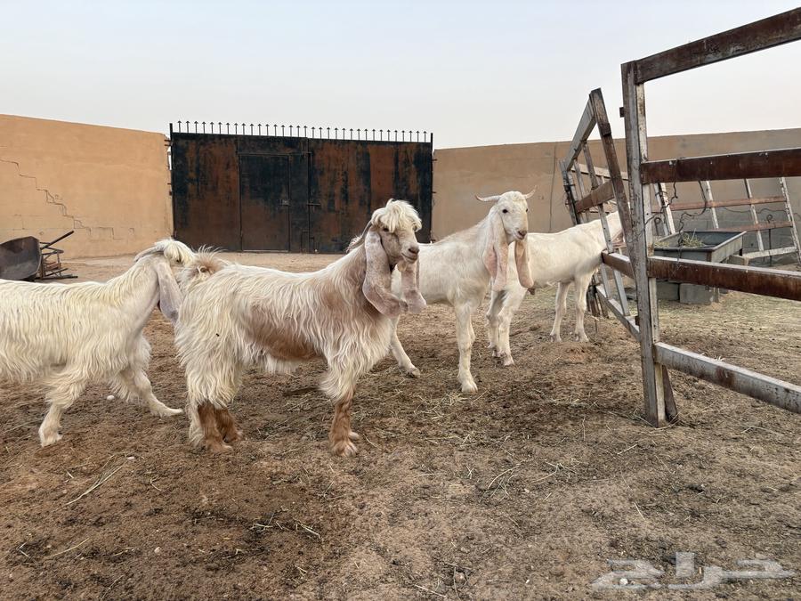 تيوس فحول عوارض ومشاريك طيبه عدد 464573347818499113