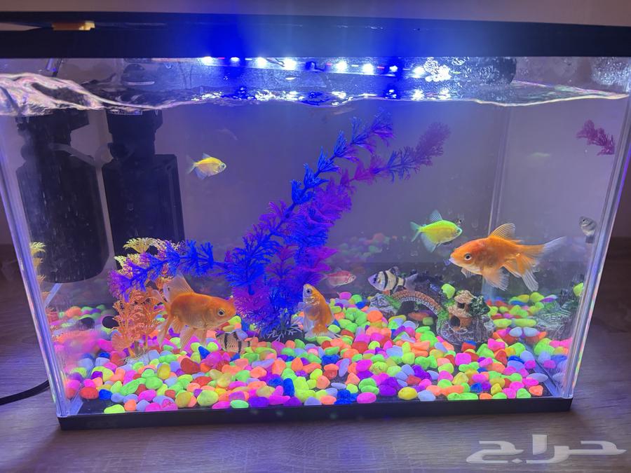 Fish tank with fish, filter, and lamp64510930222082111