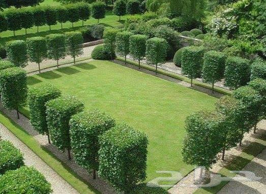 زراعه جميع انواع الاشجار النخل والنجيل وكل ما يتعلق بالزراعه64272424475266110