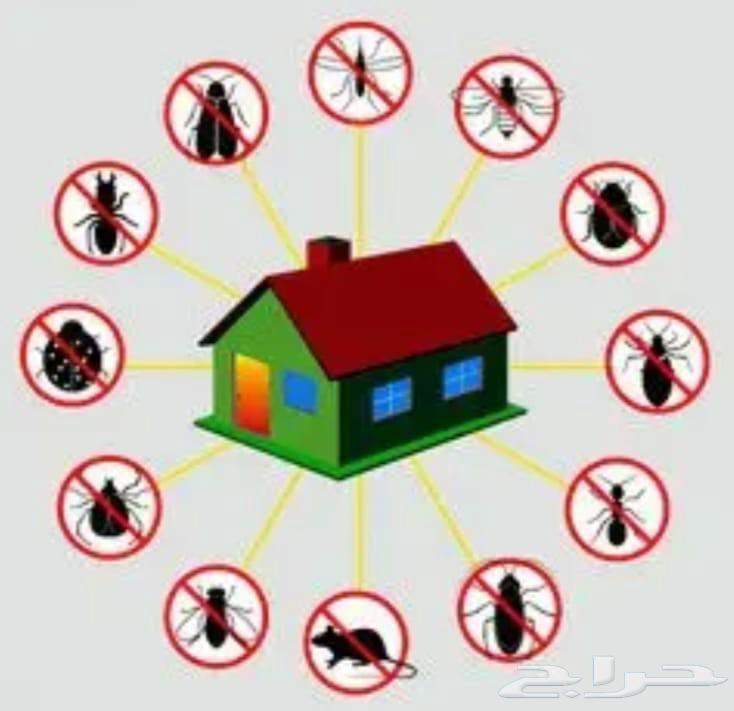 شركه مكافحه حشرات بجده بق الفراش صراصير النمل الابيض الوزغ ح64187070235267113