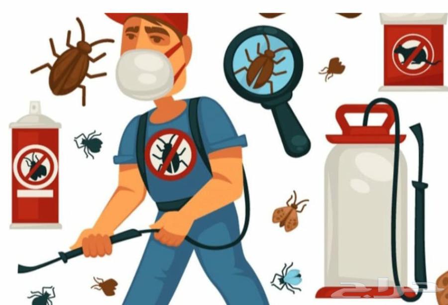 شركه مكافحه حشرات بجده بق الفراش صراصير النمل الابيض الوزغ ح64187070235267112