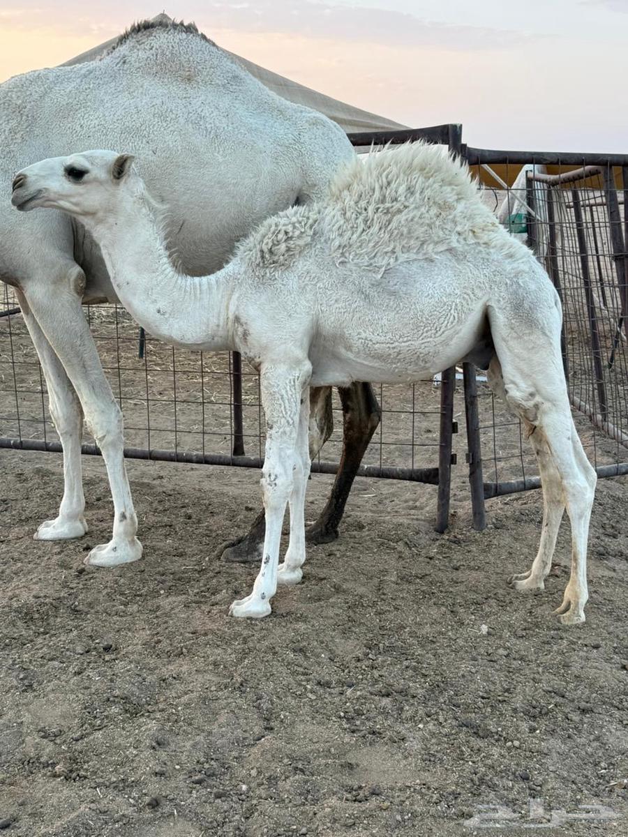 قعود قصب مغلق شحم يجمل64512524965122110