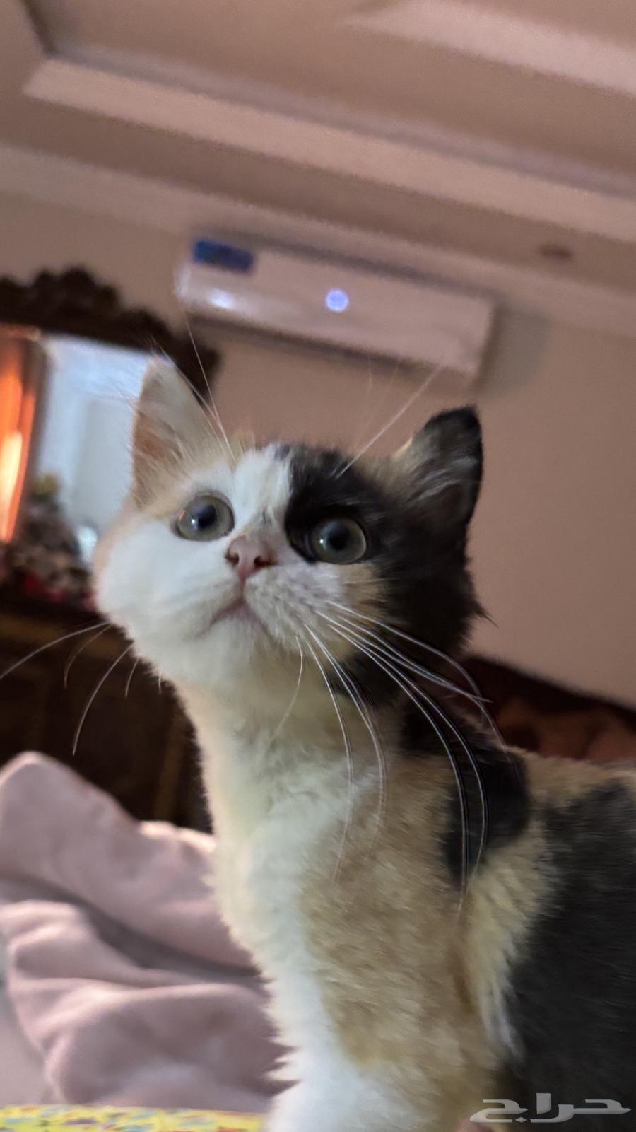 قطتان كيتن للبيع64597385151874111