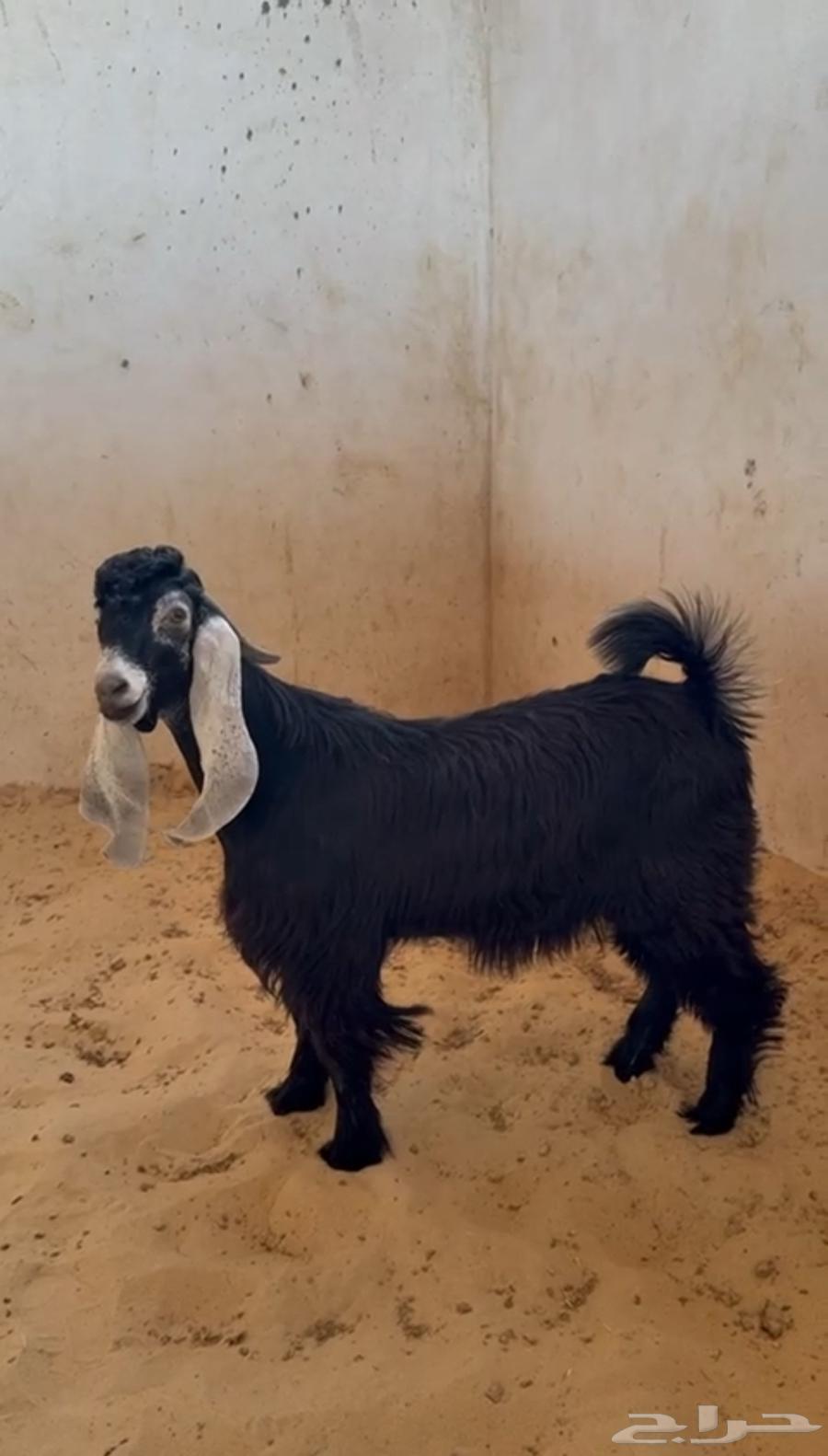 تيس عارضي العمر 6 شهور ونص الجرم فل الفل64477074573825112