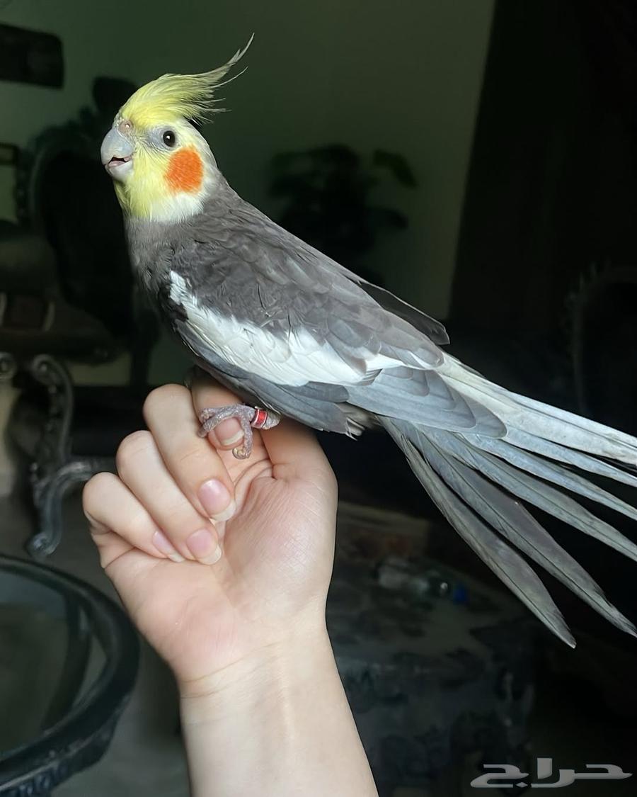 للبيع ببغاء الكروان الأليف64587279910017114
