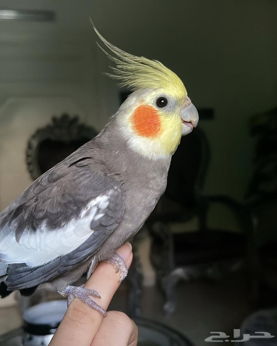 للبيع ببغاء الكروان الأليف64587279910017111