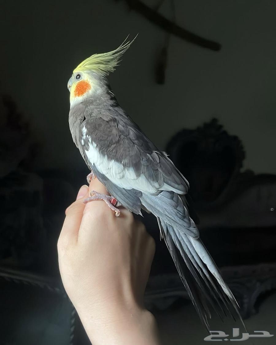 للبيع ببغاء الكروان الأليف64587279910017113