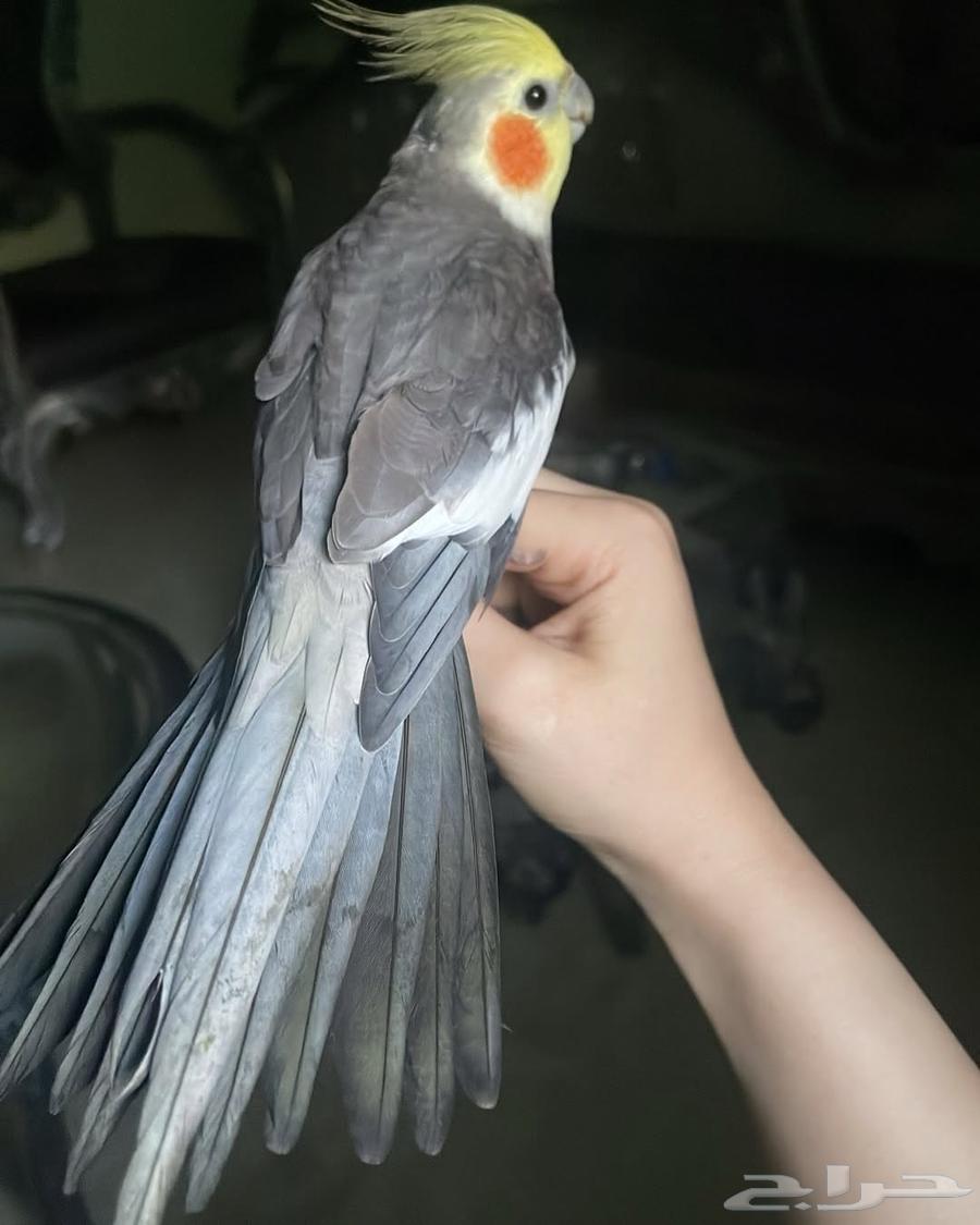 للبيع ببغاء الكروان الأليف64587279910017110