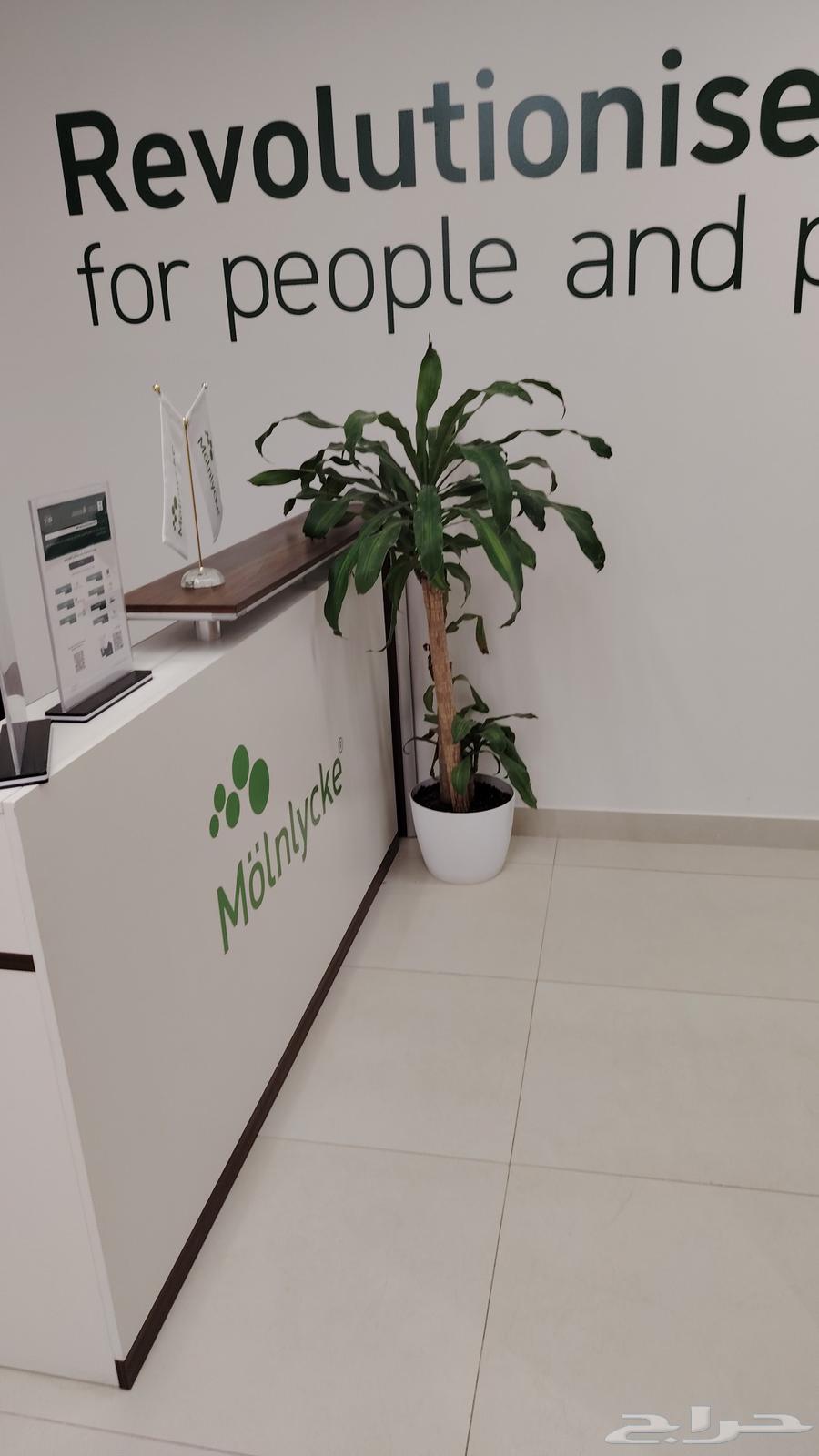 تنسيق حدائق الخرج جلسات وي مظلات وي حديق64186177971331113