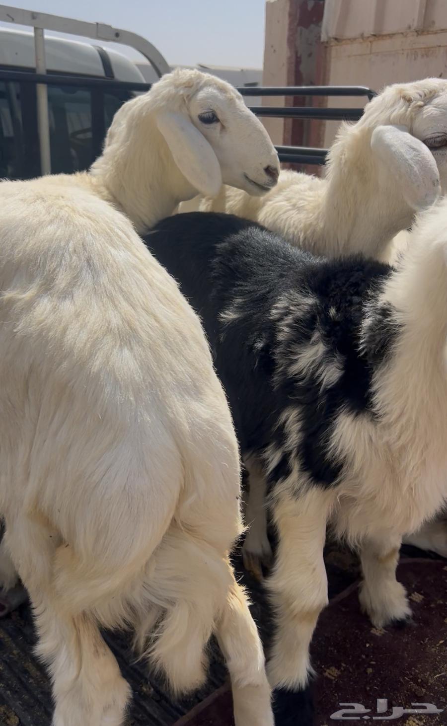 Premium Lamb and Goat Meat with Fat and Clean64516893634945112