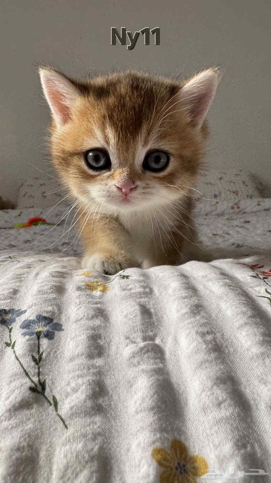 كتن سكوتش فولد و ستريت للبيع64516086566146114