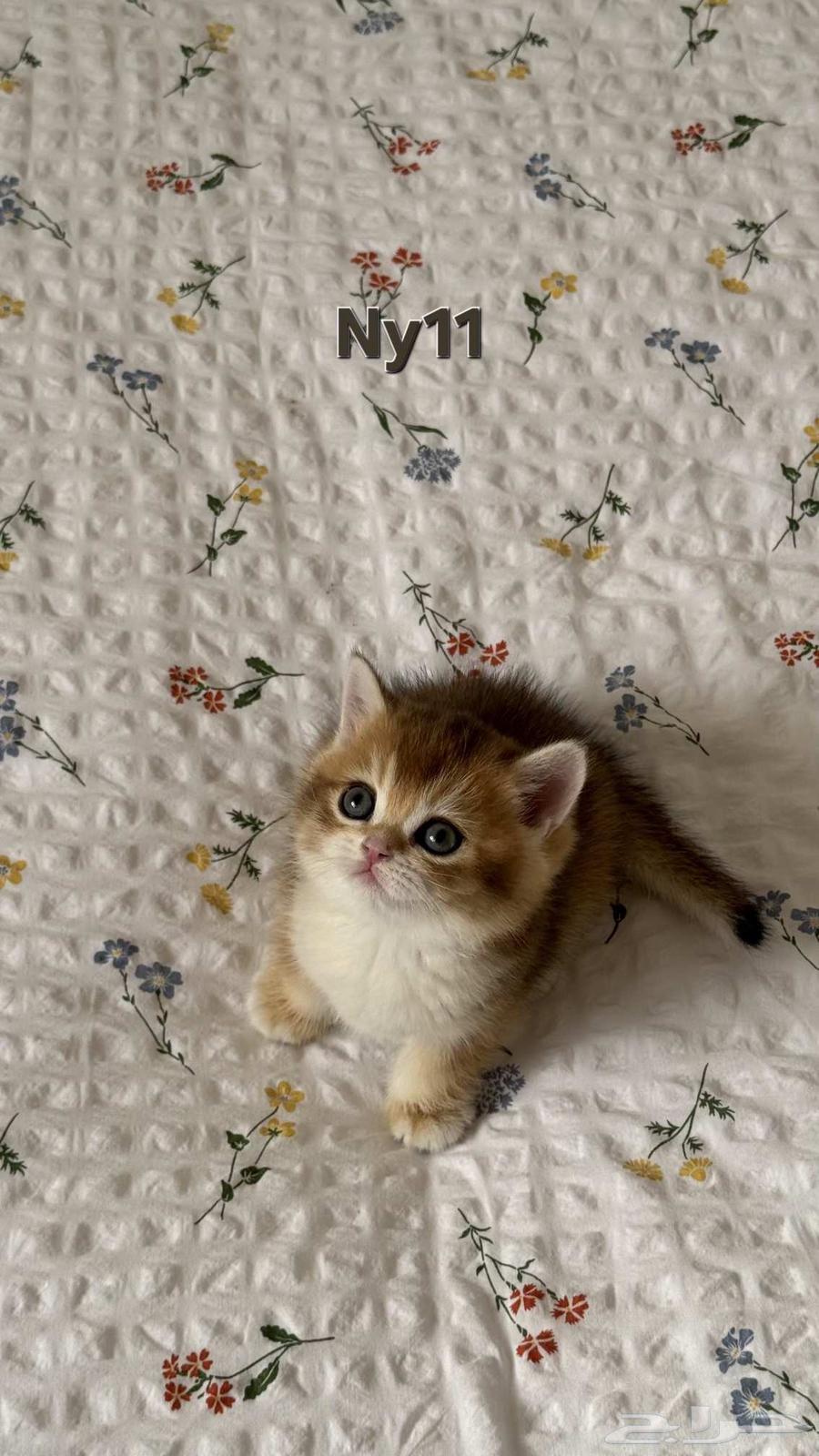 كتن سكوتش فولد و ستريت للبيع64516086566146113