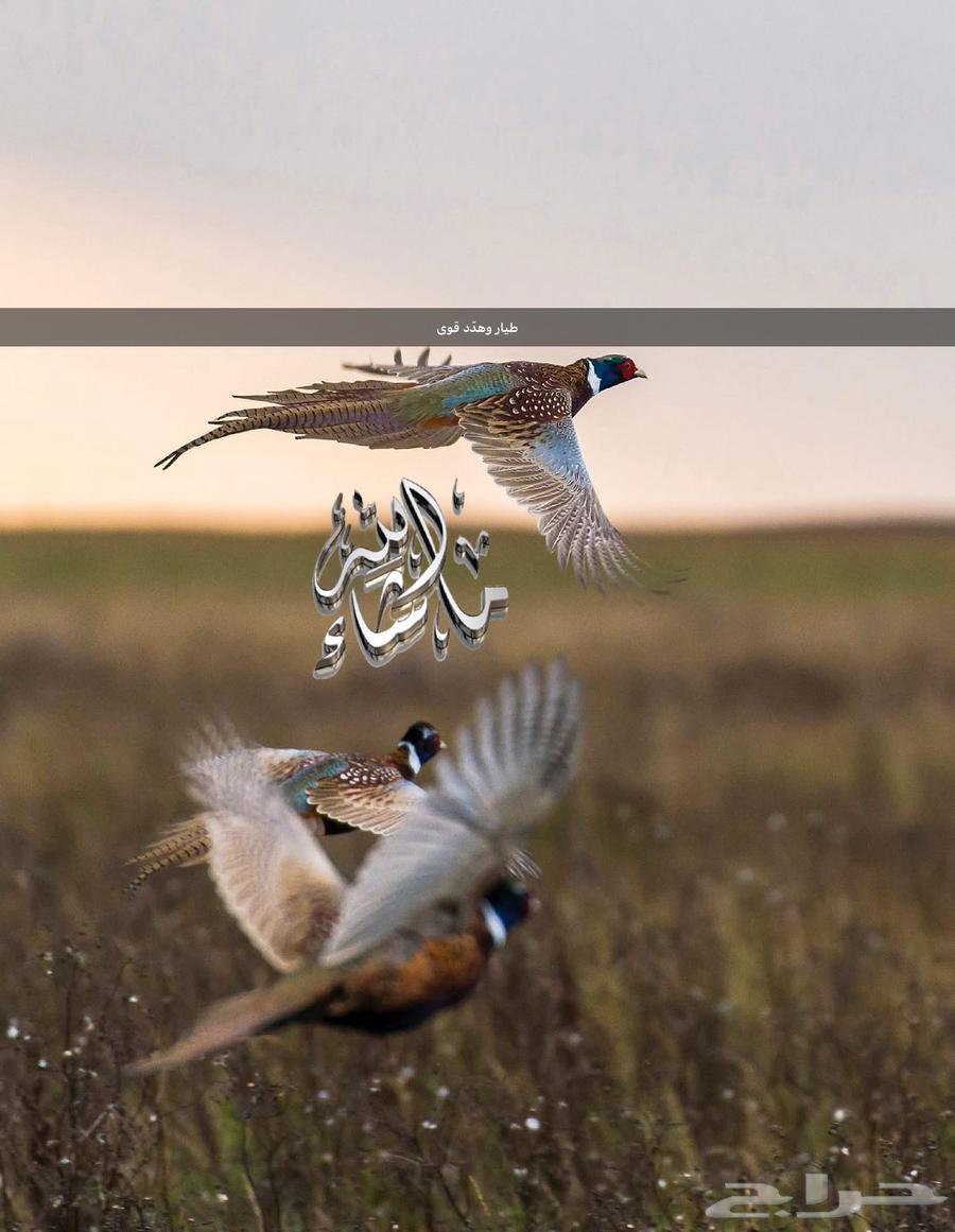 فزنت للبيع ذكور فقط64566382044930112