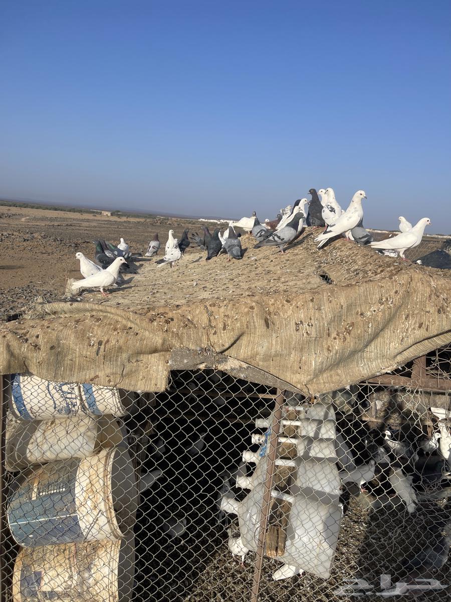 حمام مشكل اغلبه فرنسي سوبر جامبو64185373847427111