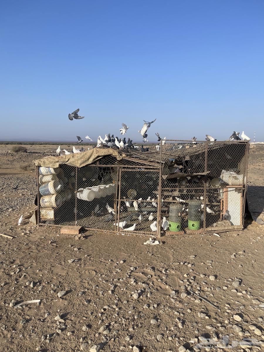 حمام مشكل اغلبه فرنسي سوبر جامبو64185373847427110