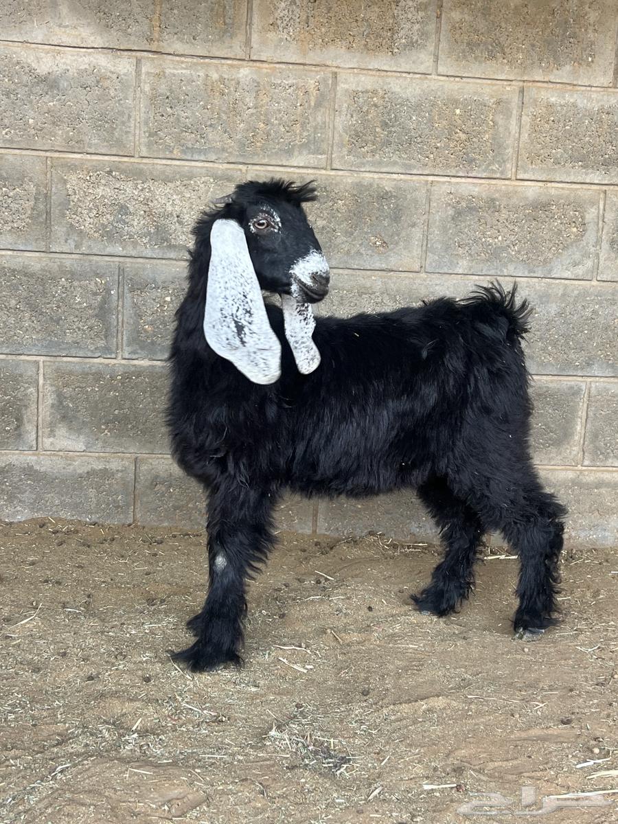 Premium Lamb and Goat Meat with Fat and Clean64516893634945110