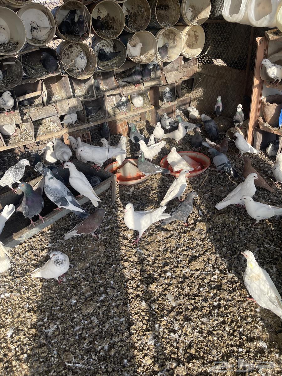 حمام مشكل اغلبه فرنسي سوبر جامبو64185373847427112