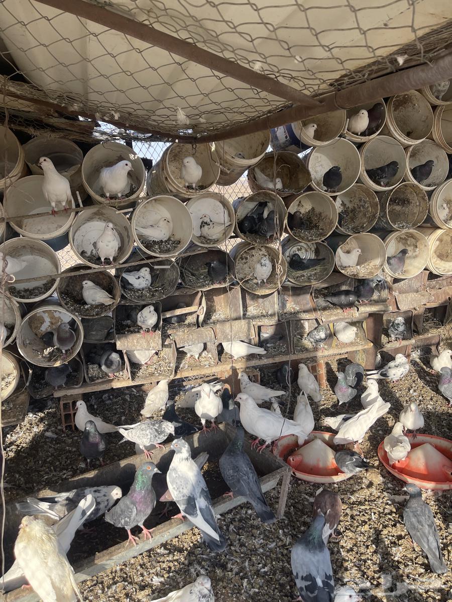 حمام مشكل اغلبه فرنسي سوبر جامبو64185373847427113