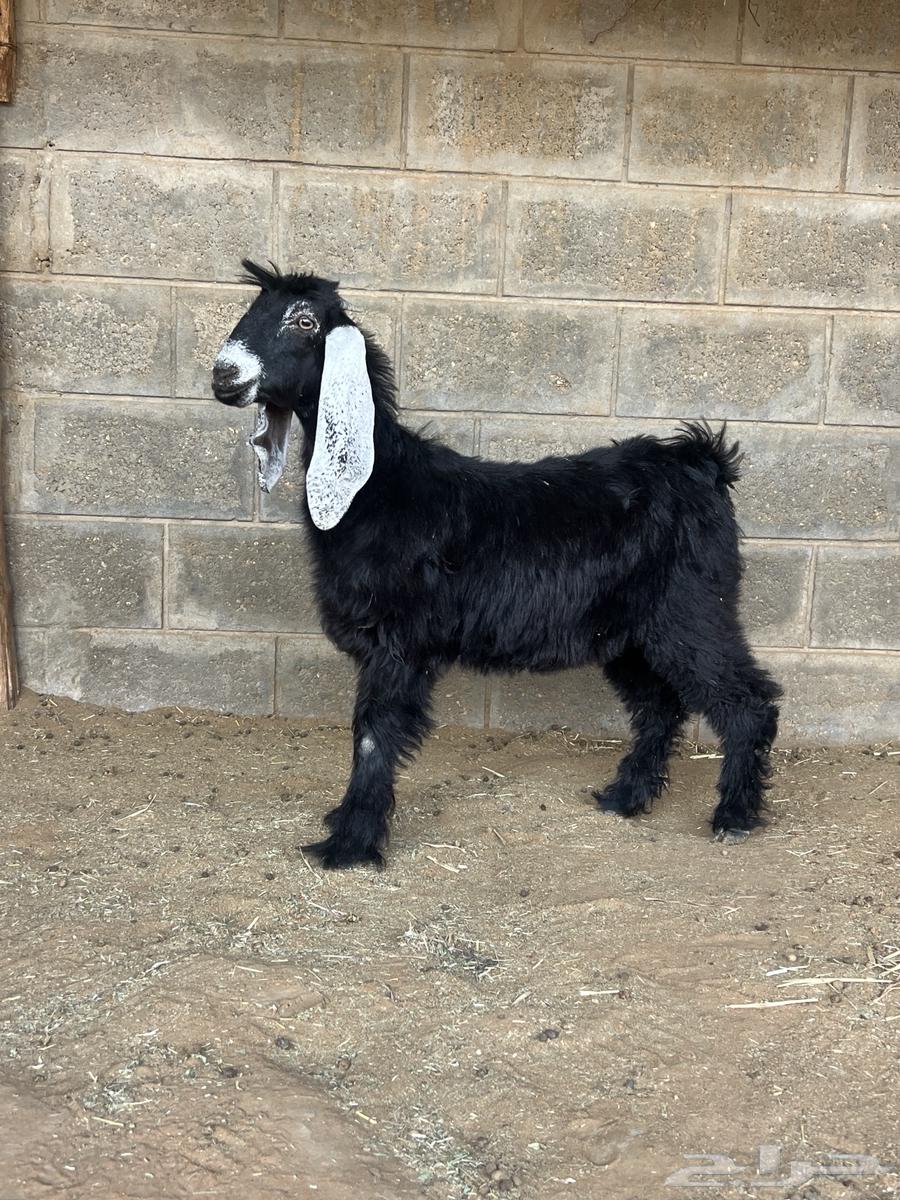 Premium Lamb and Goat Meat with Fat and Clean64516893634945111