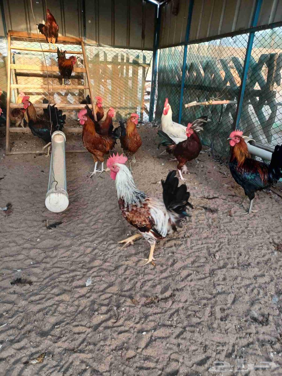 ديوك بلدي للبيع64612449508353112