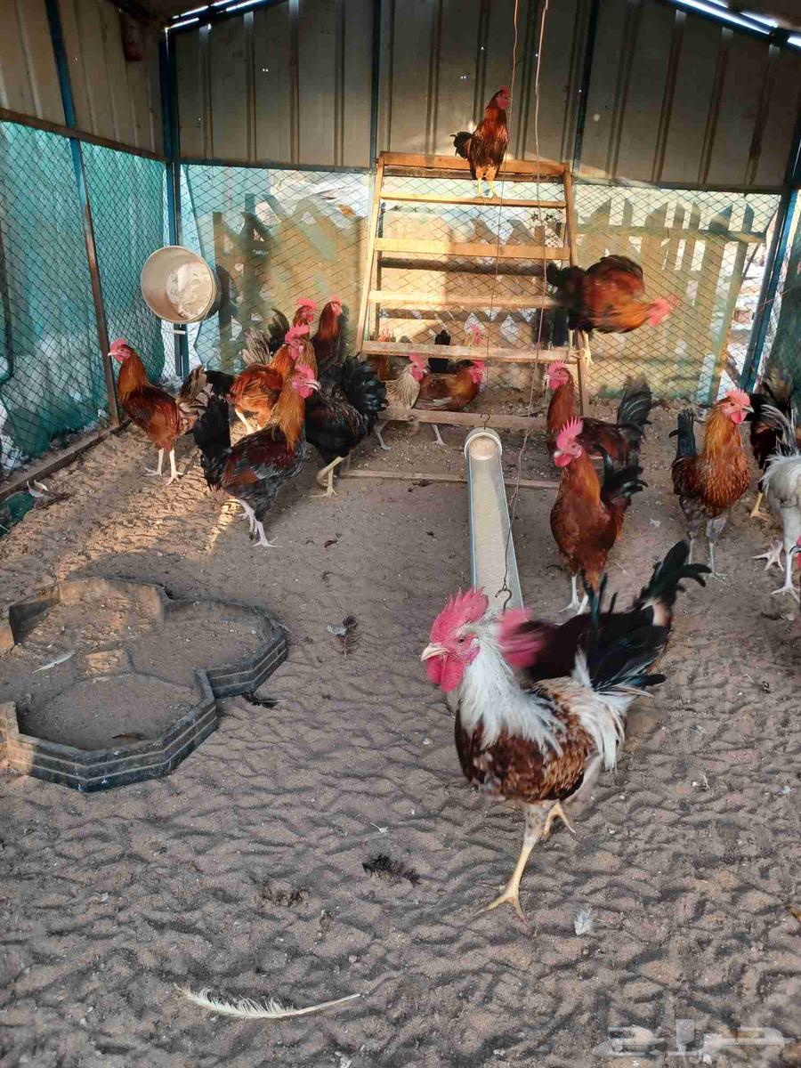 ديوك بلدي للبيع64612449508353111