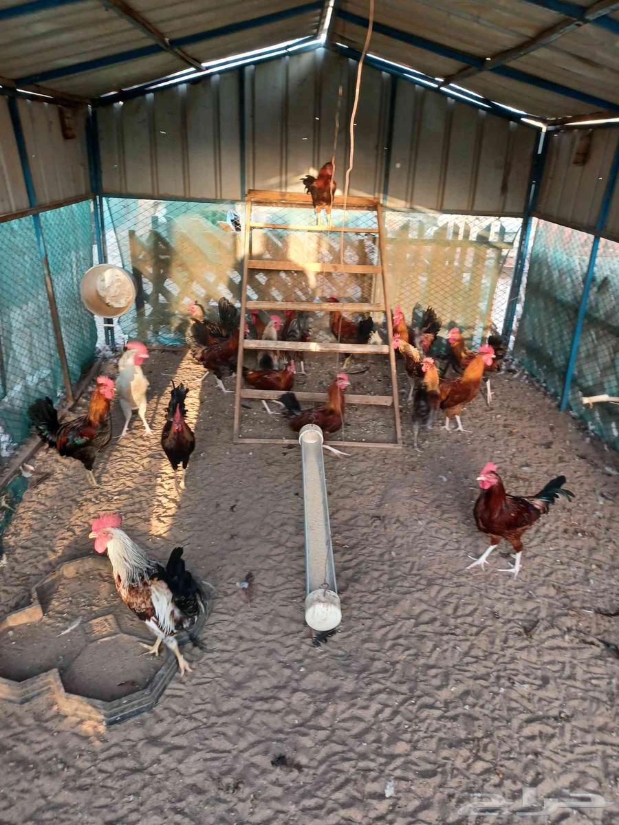 ديوك بلدي للبيع64612449508353110