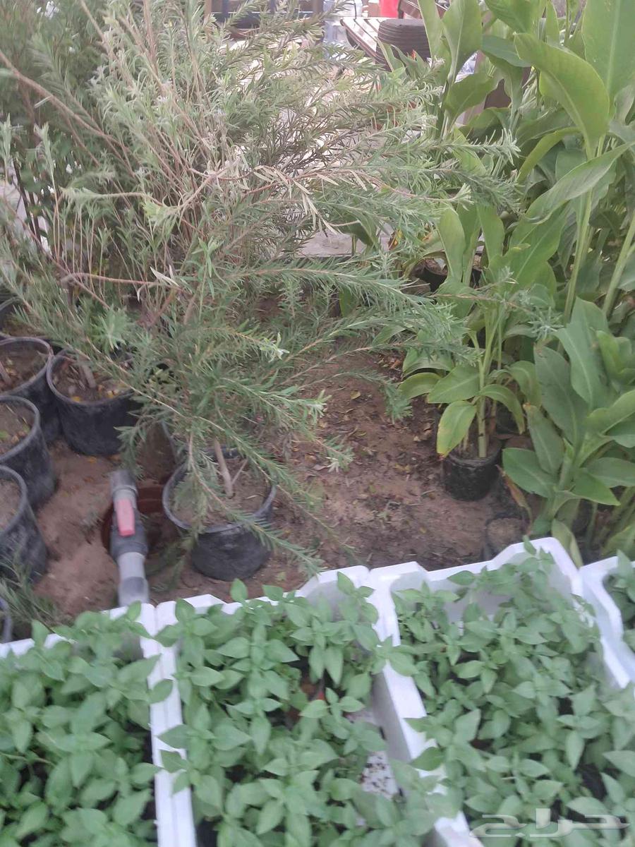 مشتل ابناء الصعيد64185796157697114