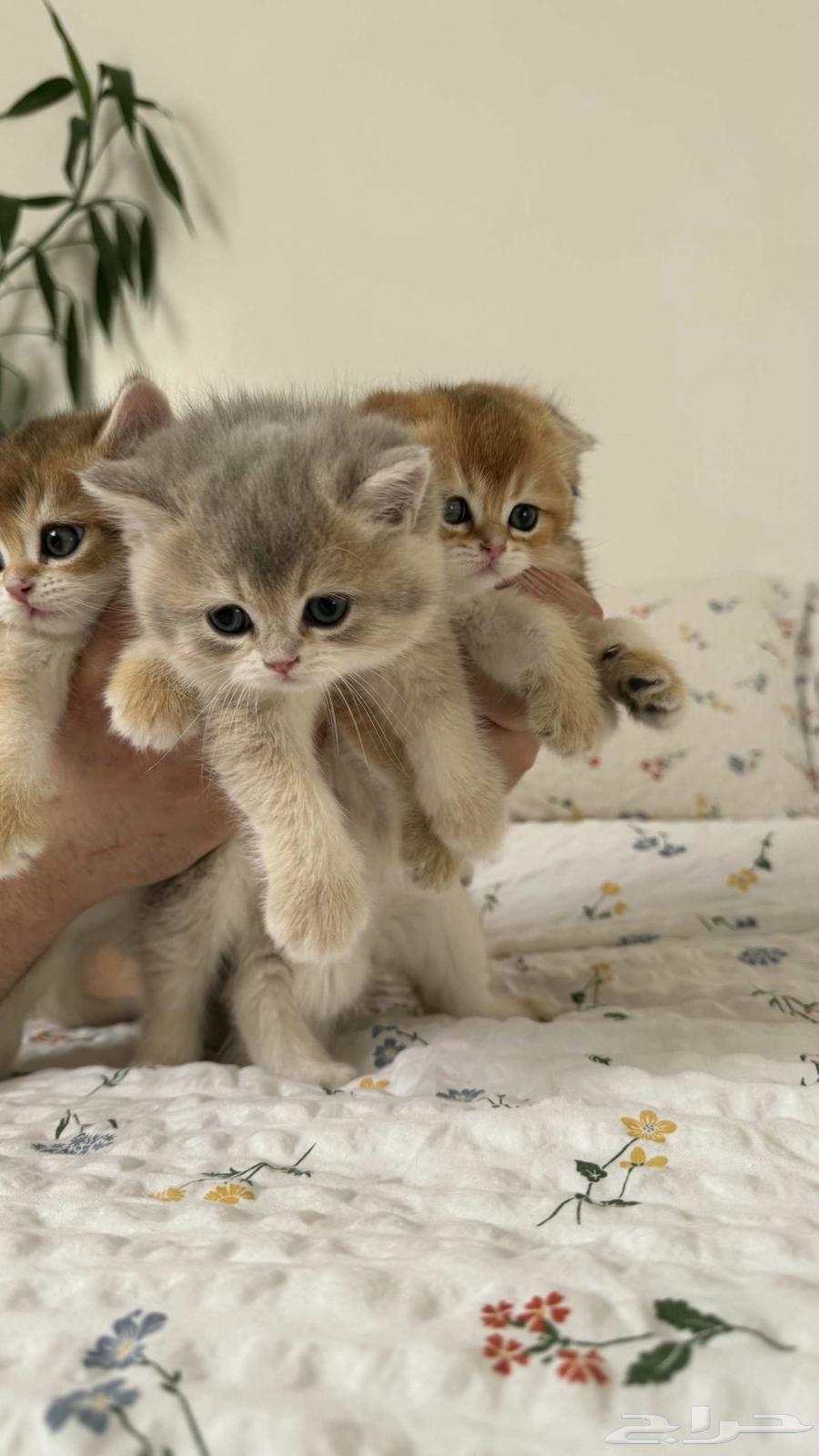 كتن سكوتش فولد و ستريت للبيع64516086566146112