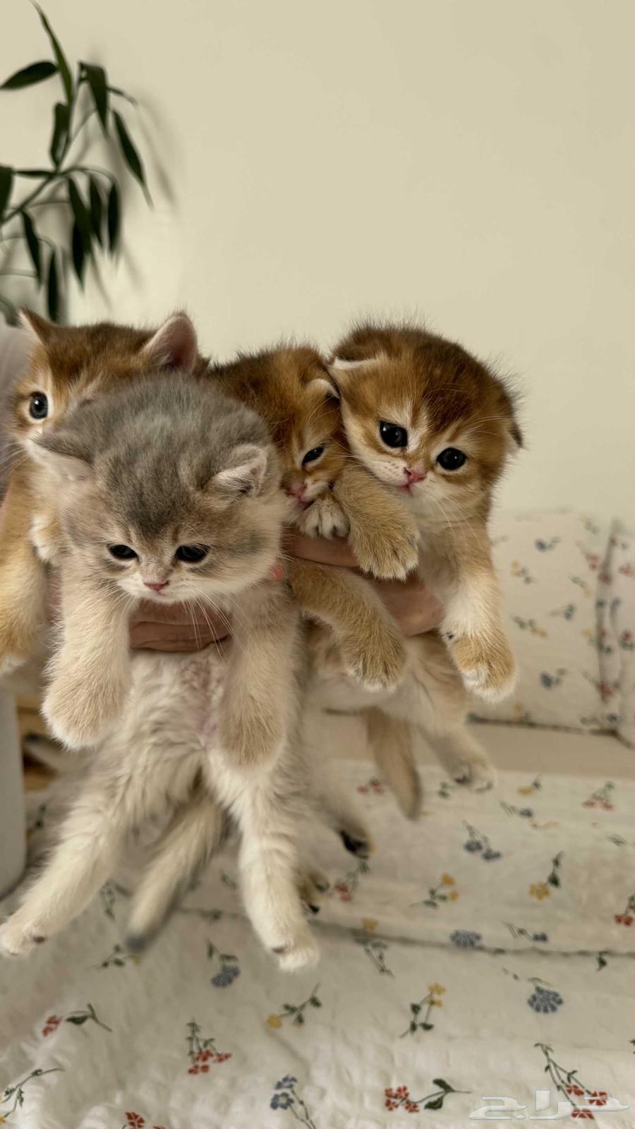 كتن سكوتش فولد و ستريت للبيع64516086566146110