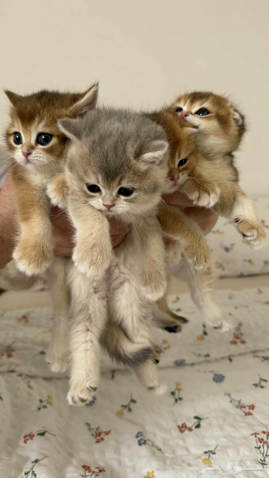 كتن سكوتش فولد و ستريت للبيع64516086566146111