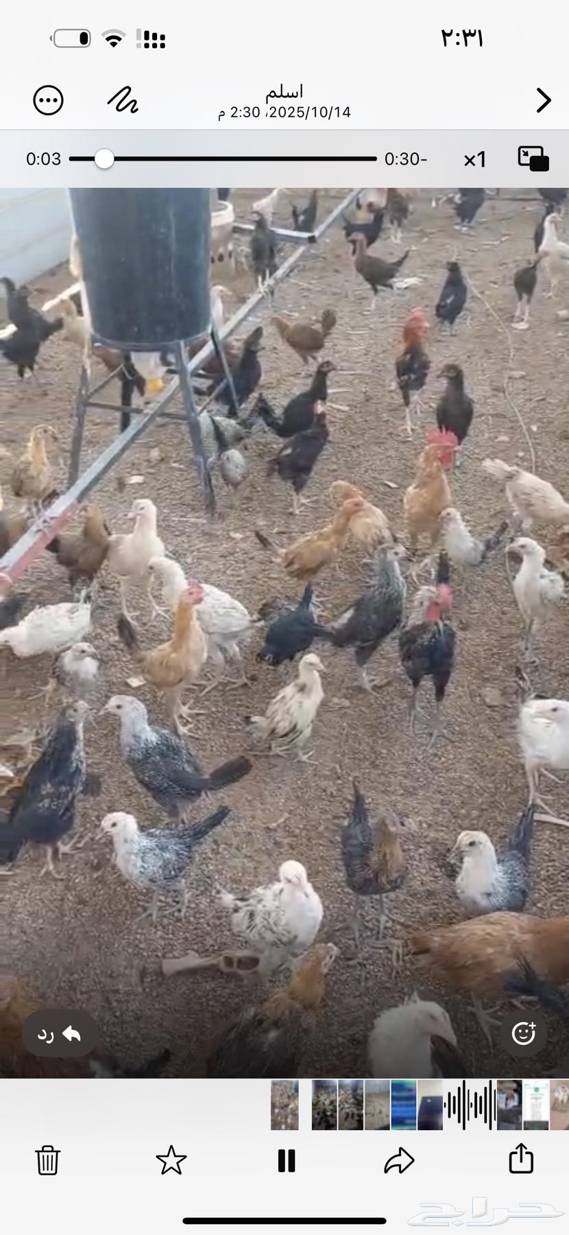 للبيع فروج بلدي وديكه64449114087169110