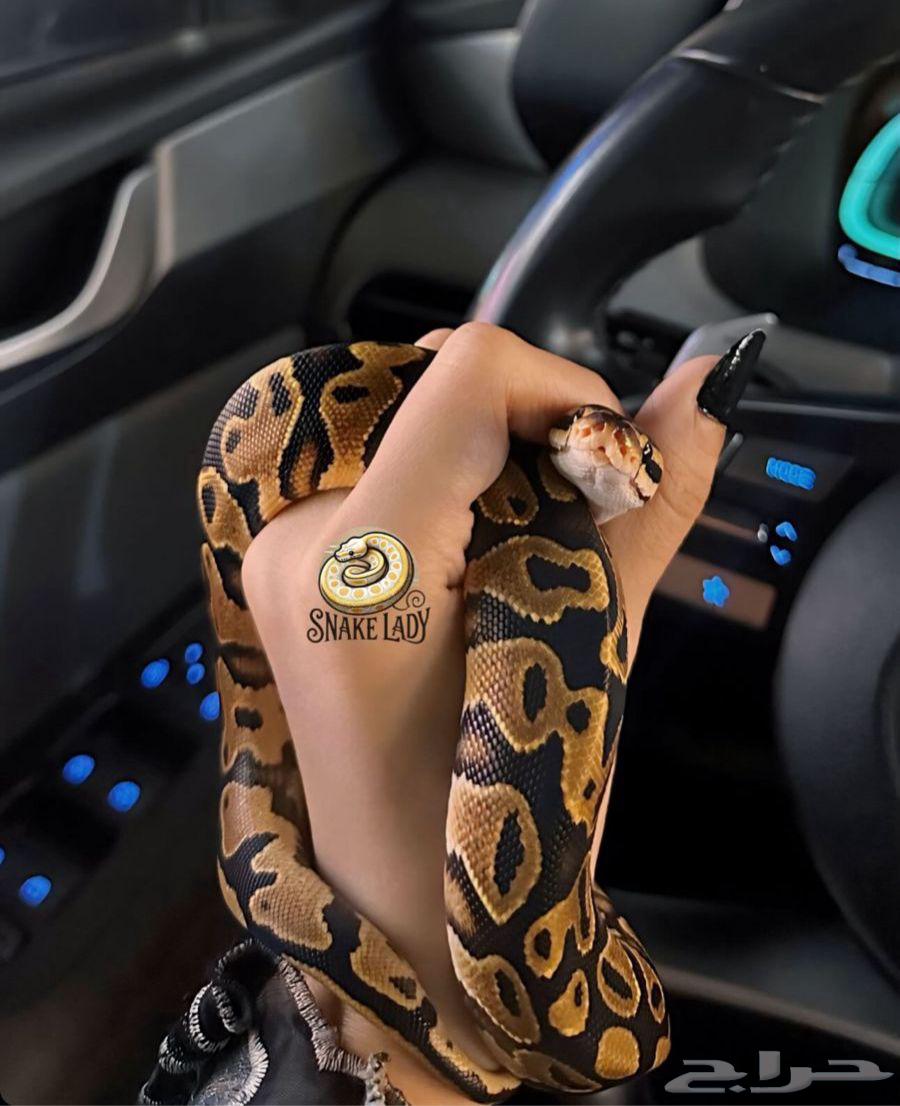 فقاسة للزواحف و فروخ بول بايثون للبيع64535666861442112