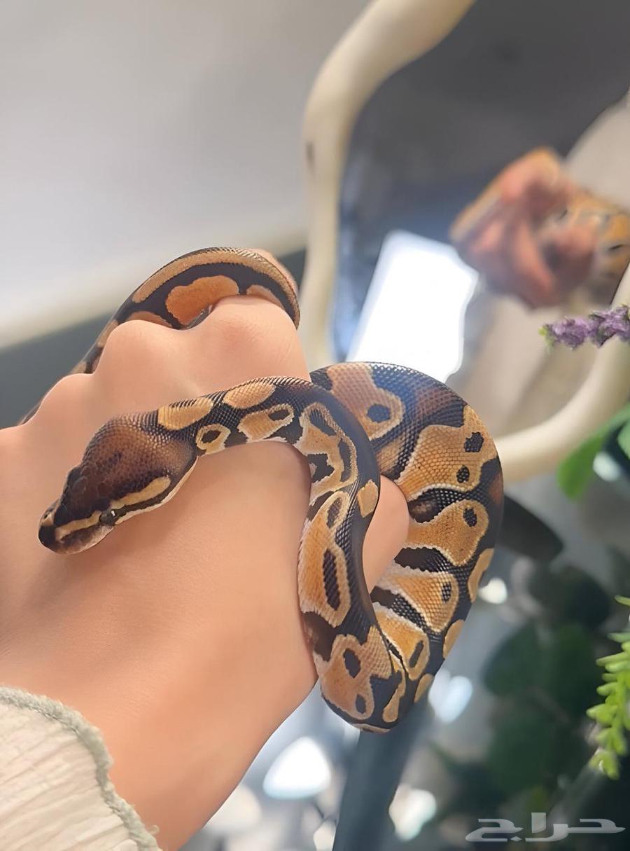 فقاسة للزواحف و فروخ بول بايثون للبيع64535666861442113