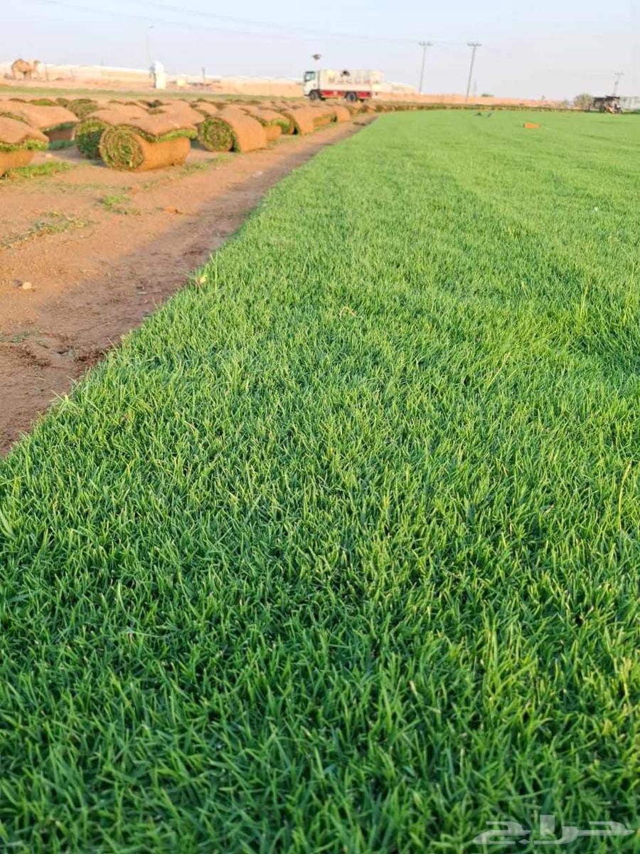 منسق حدائق القصيم64185590253697113