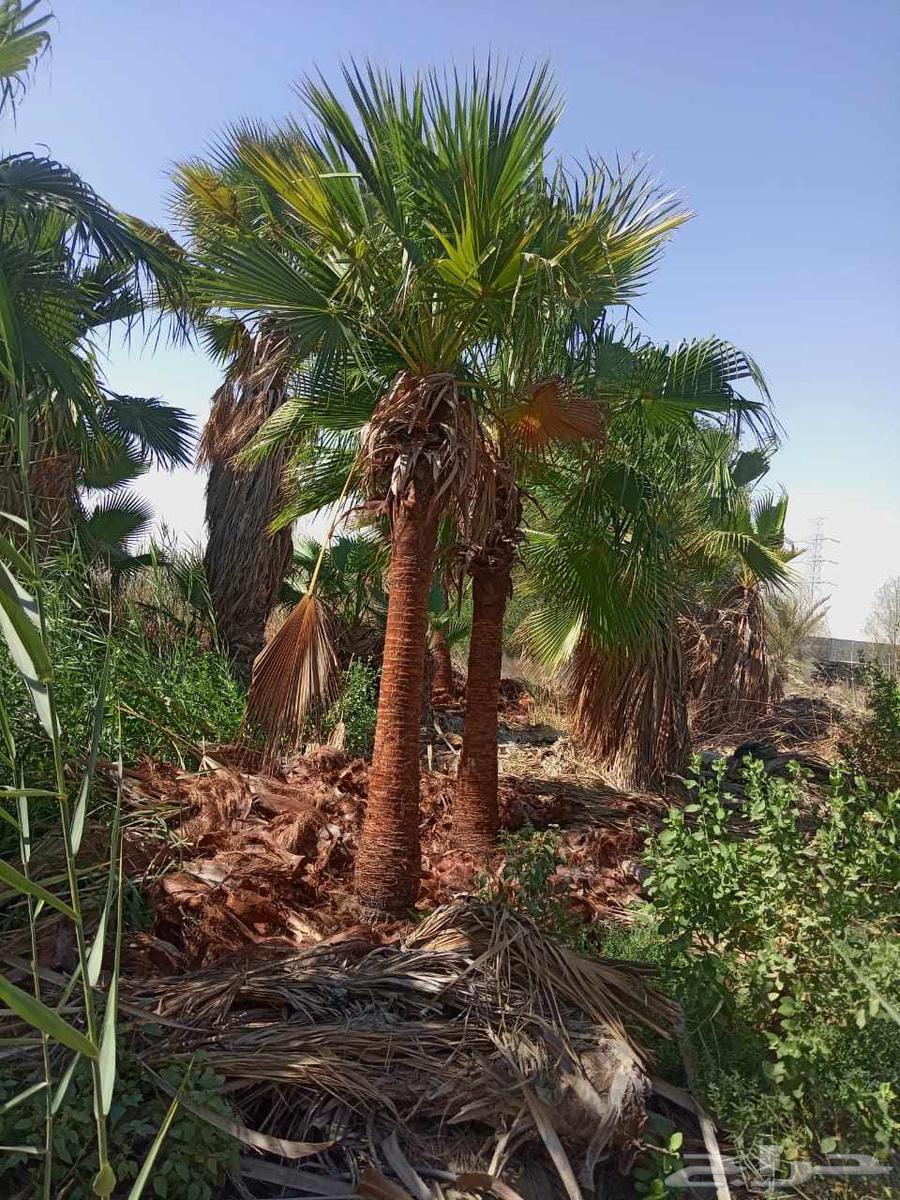 مشتل ابناء الصعيد64185796157697112