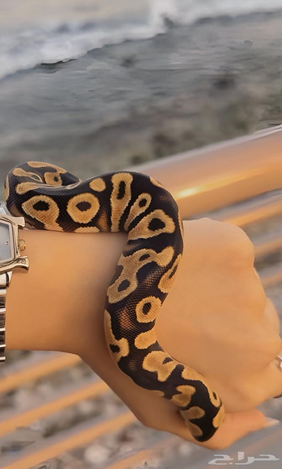 فقاسة للزواحف و فروخ بول بايثون للبيع64535666861442111