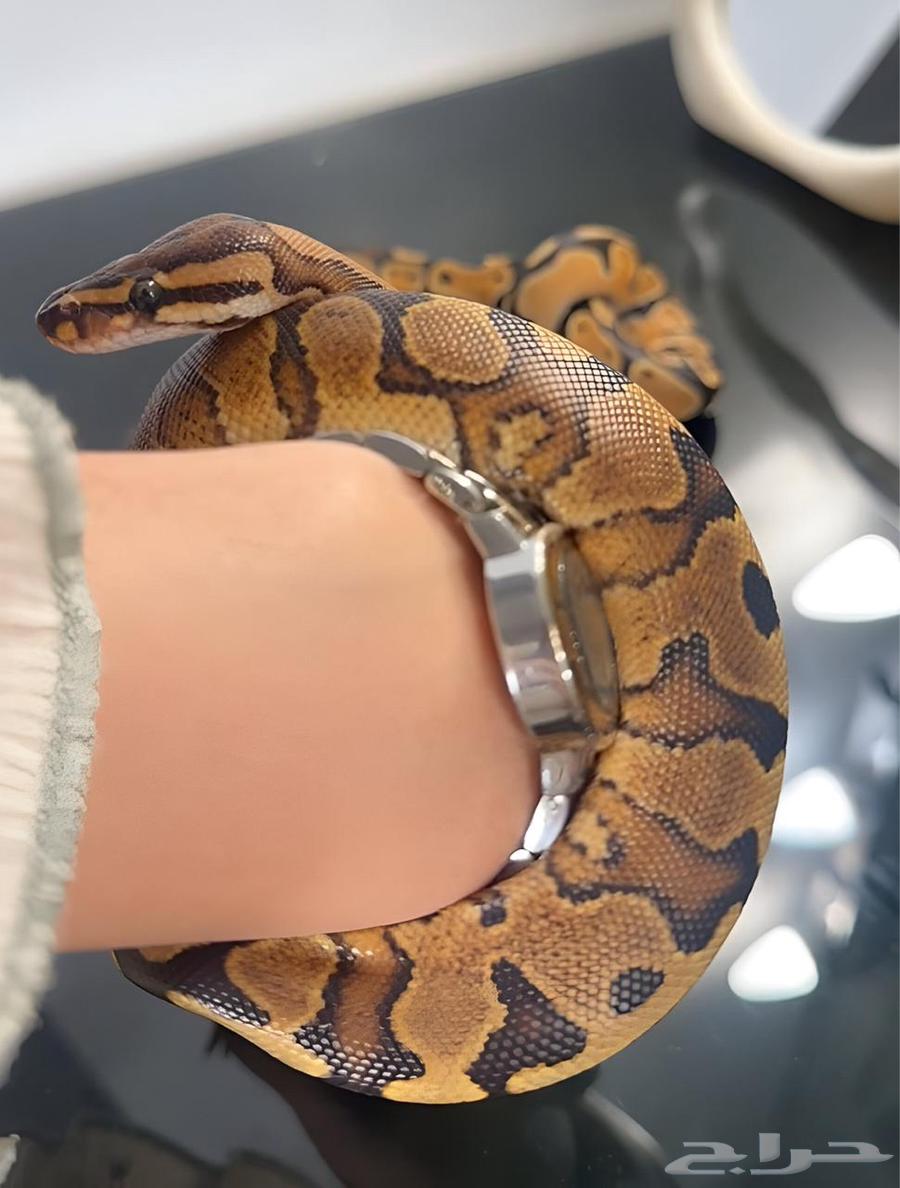 فقاسة للزواحف و فروخ بول بايثون للبيع64535666861442114