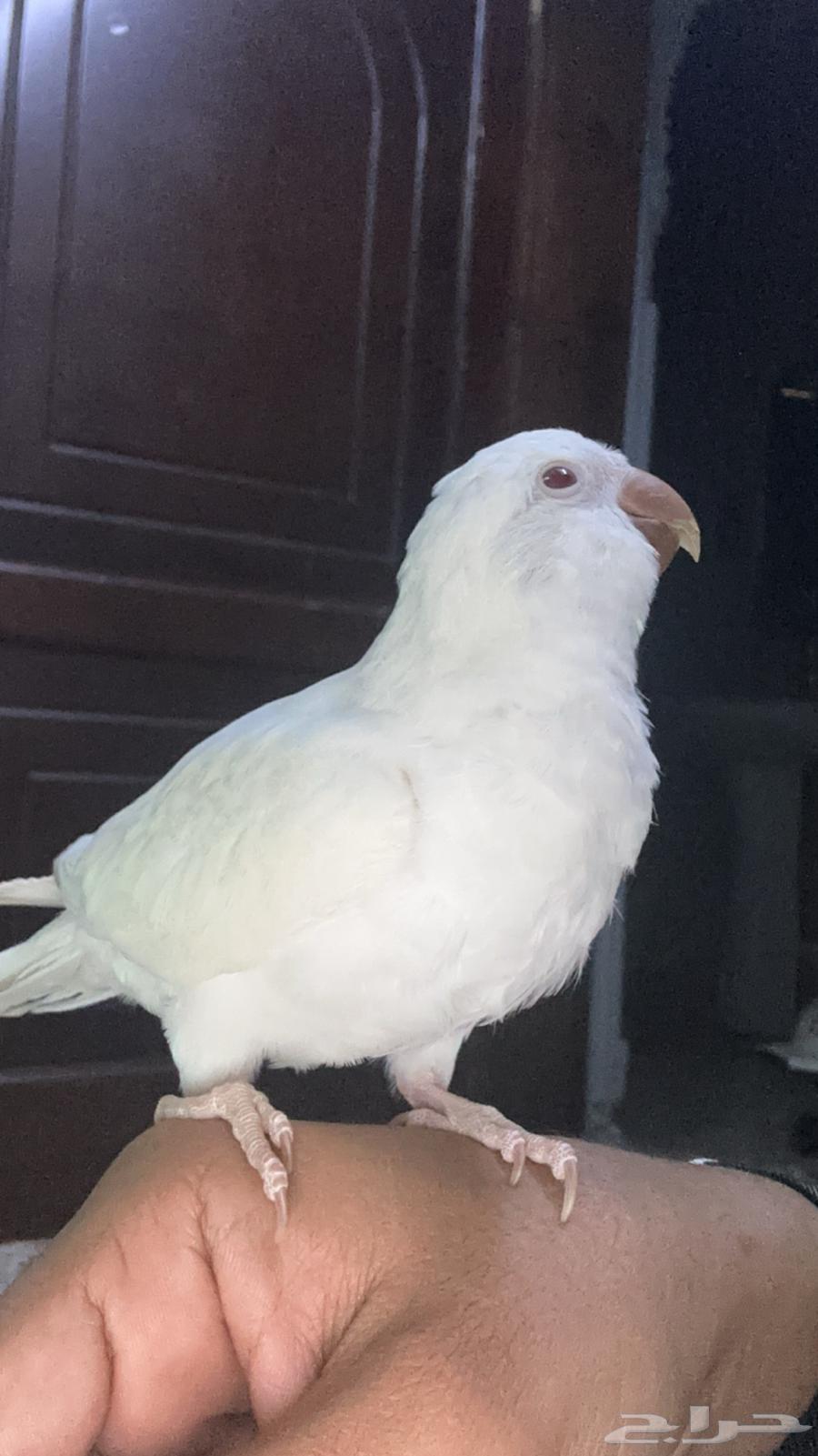 كويكر البينو64508943578241110