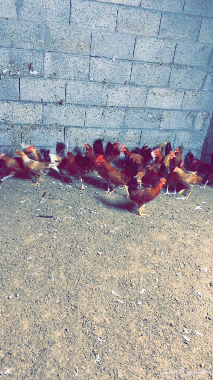Local Rooster, 4 Months Old64816712634883110
