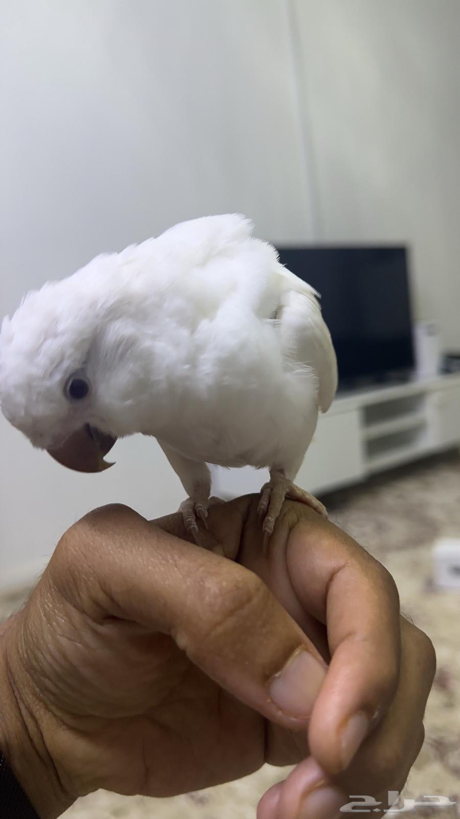 كويكر البينو64508943578241111