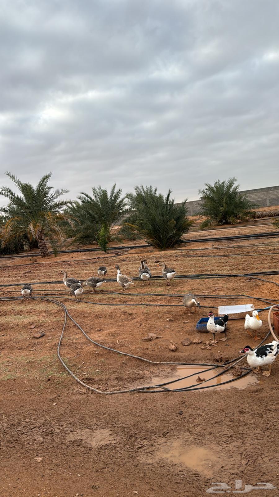 س ت ر ا حة للبيع64187260955395110