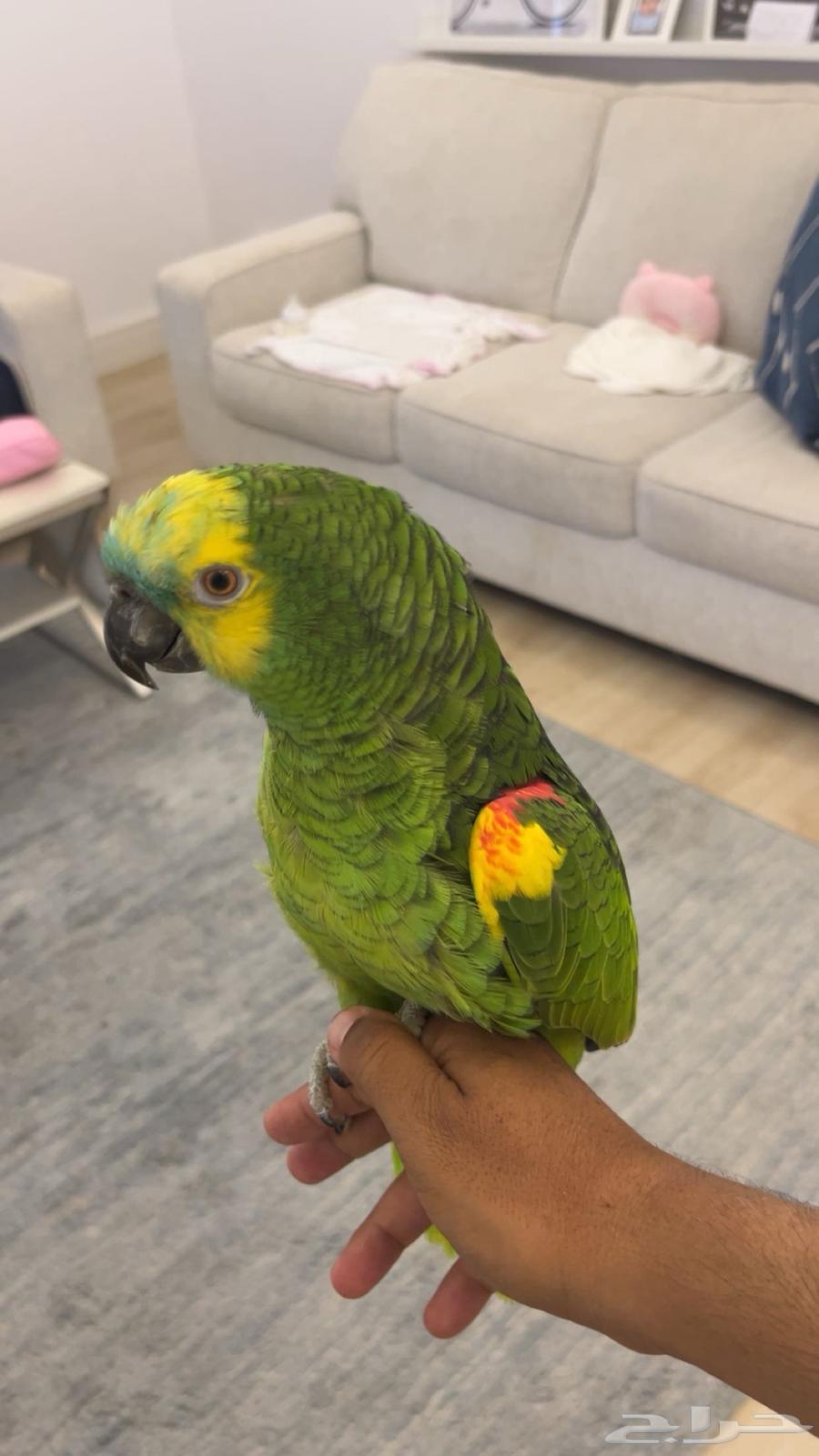 للبيع امزون بلو فرنتد الدرجة اولا64538387286659110