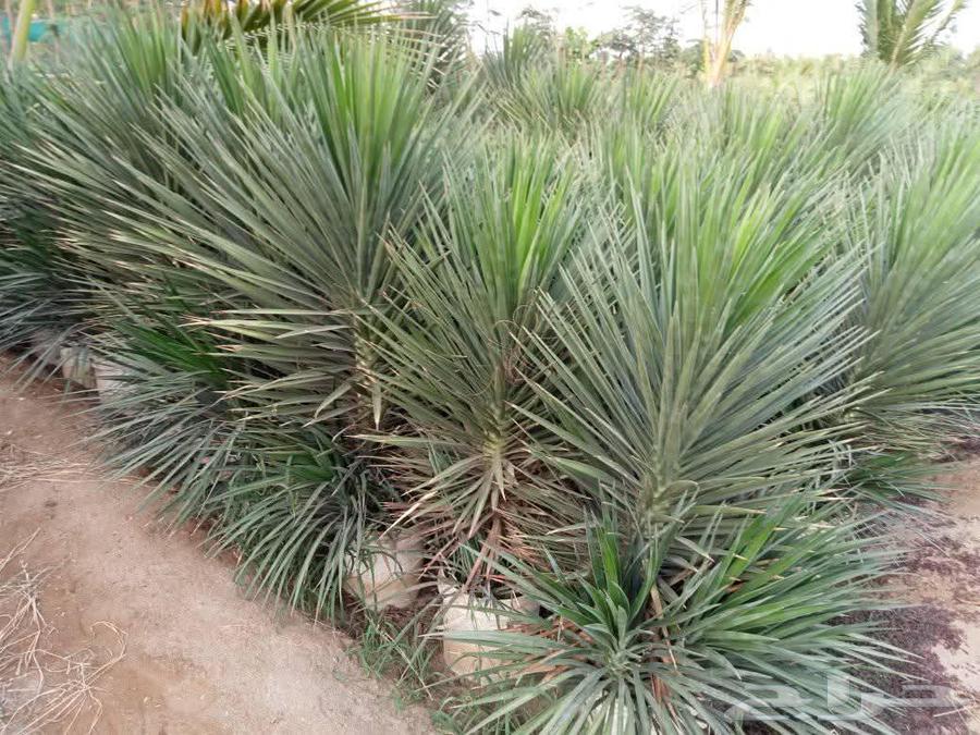 مشتل زراعي لتنسيق الحدائق والصيانة الشهري64188625600515114