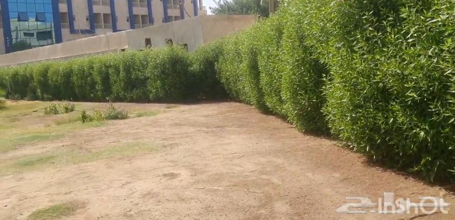 مزرعه ومشتل الشريف لتنسيق الحدائق والزراعه64187941575939111