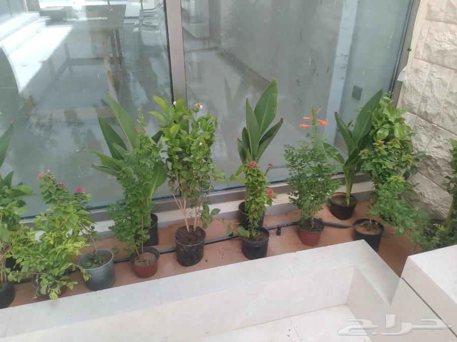 مشتل تنسيق حدائق ابو محمد64187604417281110