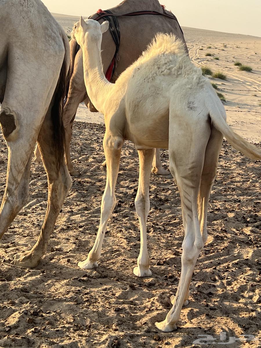 قعود للبيع شرق كبري صلاصل وغرب الدمام64575377489282111
