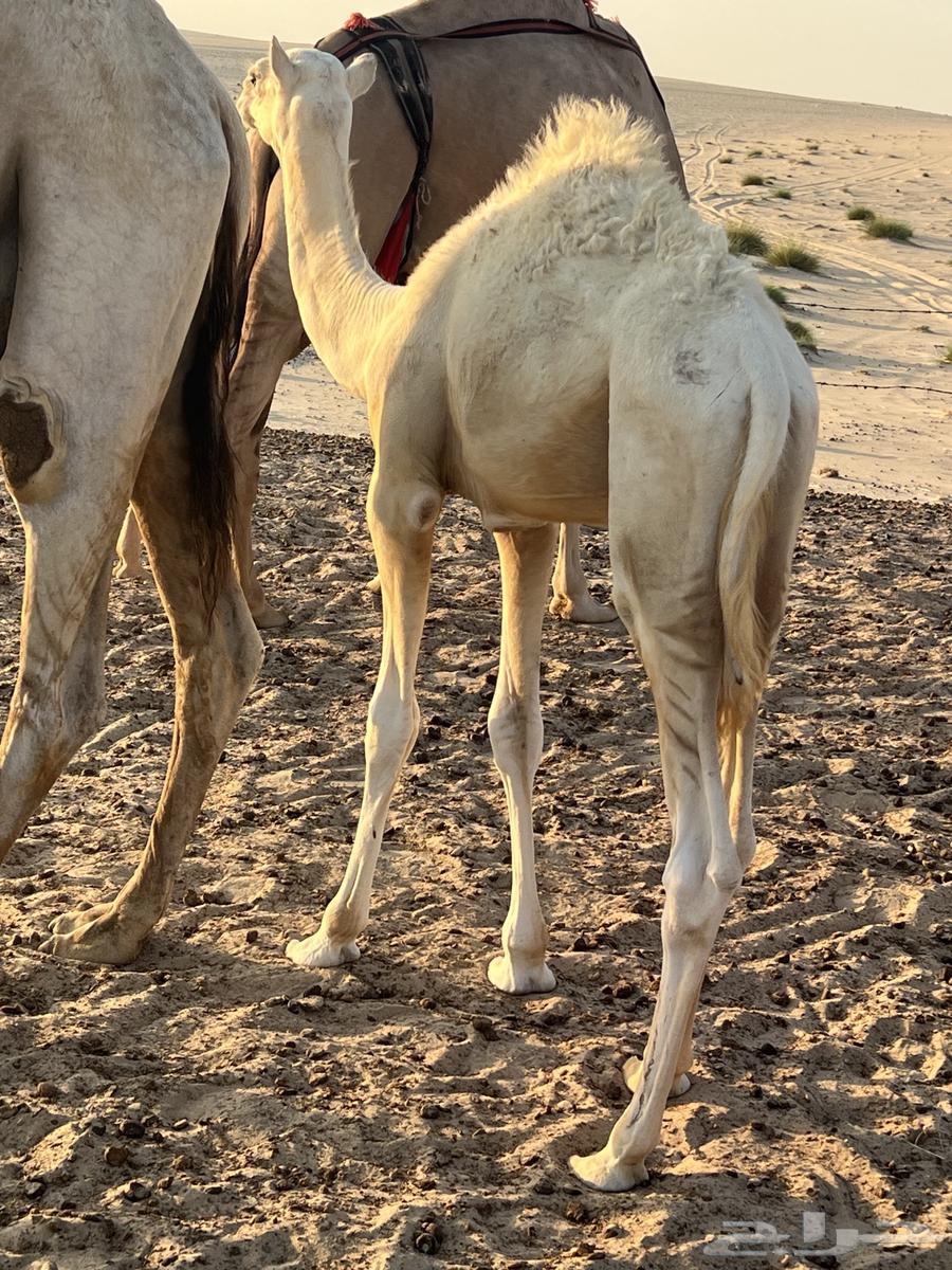قعود للبيع شرق كبري صلاصل وغرب الدمام64575377489282110